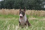 BULL TERRIER MINIATURE 014
